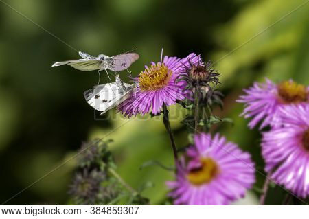 Leptidea Sinapis Butterflies Matting On A Pur Juicy Purple Blossom Under A Bright Summer Sunlight