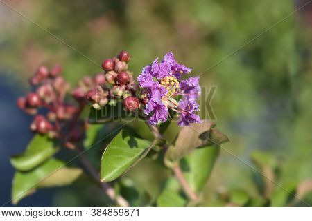 Pink Crepe Myrtle - Latin Name - Lagerstroemia Indica