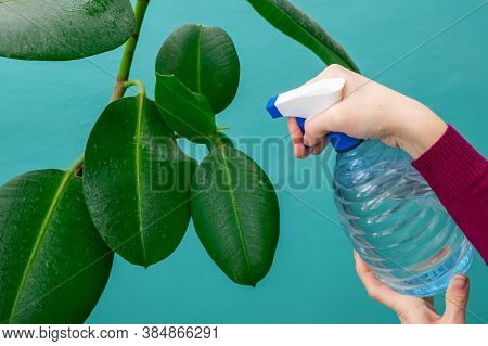 Young Girl's Hands Are Spraying Leaves Of Ficus Plant At Home. Gardener Watering House Plants By Usi