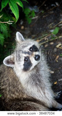 Un mapache francocanadiense