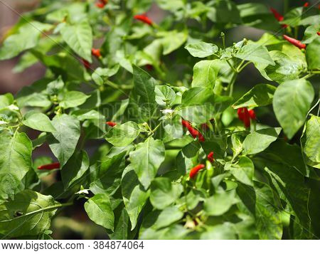 Red Thai Pepper, Chilli Padi, Capsicum Annuum, Blooming In Garden On Nature Background