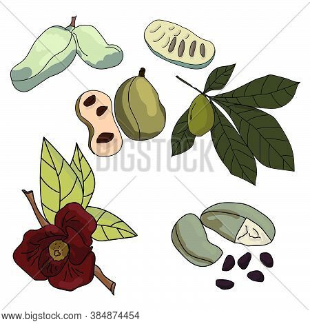 Set Of Tropical Asimina Tree Elements, Celfe Fruits And Cut, Seeds, Leaves And Flower, Sweet Fruit P