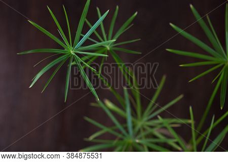 Close Up Umbrellas Of Cyperus Plant On The Black Background