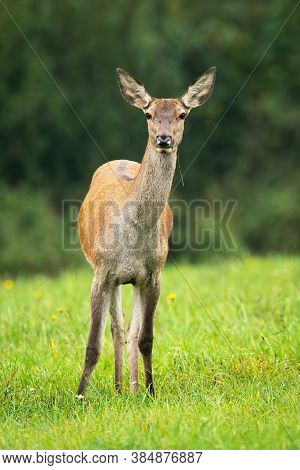 Cautious Red Deer Hind Standing On Meadow In Autumn.