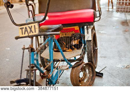 Havana, Cuba - December 11, 2016: Dog In A Bicycle Taxi In Old Havana / Cuba