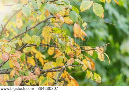 Colorful Leaves On The Tree At Autamn Sunset Time.