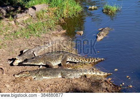 Crocodiles From Farm Cuba Near The Playa Larga, Bay Of Pigs, Matanzas, Cuba.