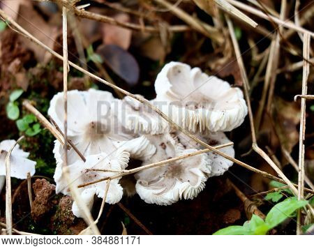 Small Type Of Non-cultivated Eatable Mushroom, Selective Focus