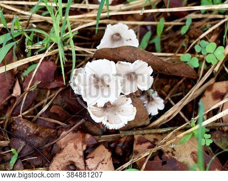 Small Type Of Non-cultivated Eatable Mushroom, Selective Focus