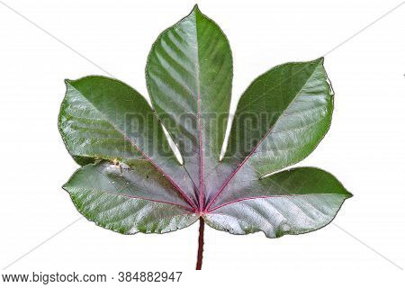 One Of These Leaves Has Five Lobes And The Serrated, Tooth-like Edge Of A Saw Used To Cut Trees. On 