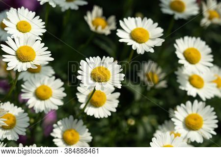 Chamomile Flowers In The Garden, Commonly Referred To As German Chamomile, Is One Of The Popular Her