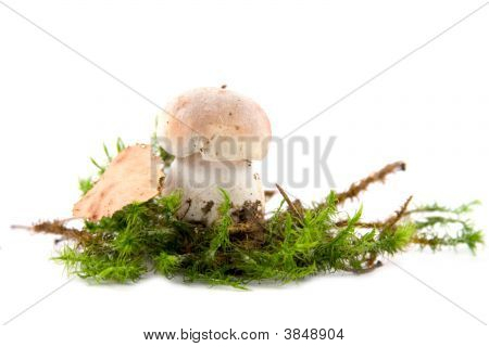 Champignon isoleret på hvid baggrund