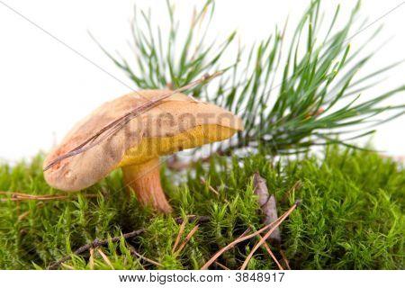 Champignon isoleret på hvid baggrund