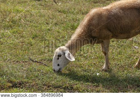 A Herd Of White Sheep Grazes On A Fenced Pasture