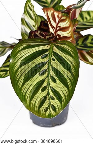 Detail Of Beautiful Leaf Of Exotic 'calathea Makoyana' Prayer Plant With Beautiful Pattern On White 