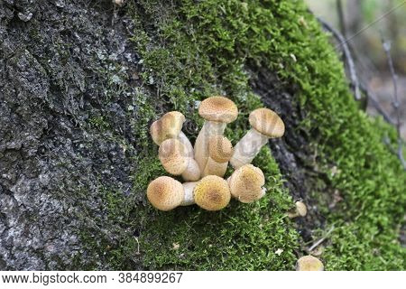 Honey Fungus (armillaria Mellea) Grows On Old Felled Birch Trees. A Group Of Edible Stump Mushroom.
