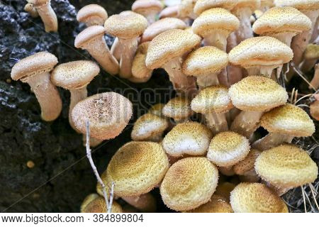 Honey Fungus (armillaria Mellea) Grows On Old Felled Birch Trees. A Group Of Edible Stump Mushroom.