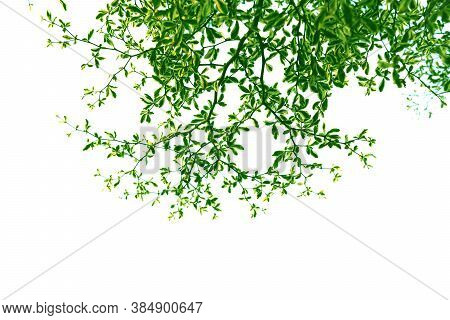 Green Leaf And Branch Of Ivory Coast Almond Tree, Style And Shape Isolated On White Background.