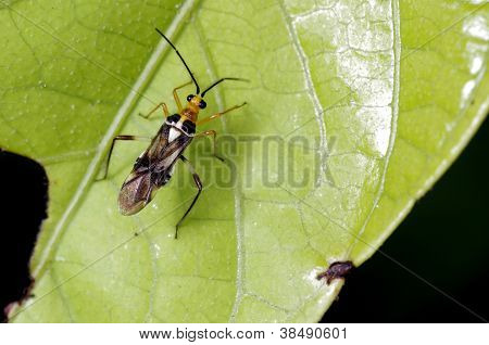 mirid bug
