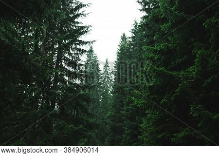 Beautiful Pine Trees In The Forest After The Rain, Atmospheric Photo In Montenegro In The Park Drumi