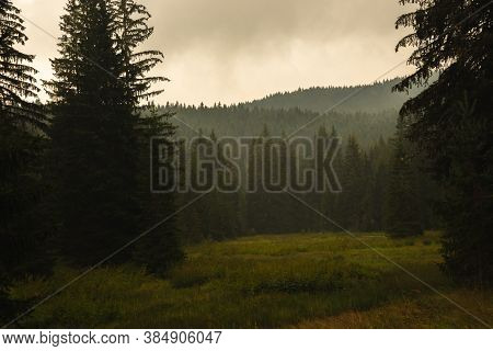 Fog In Pine Forest After Rain, Atmospheric Photo