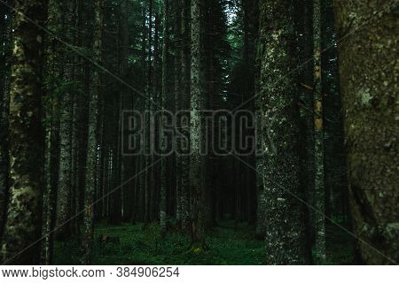 Pine Trunks In The Park After Rain, Atmospheric Photo In Montenegro
