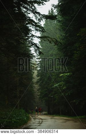 Empty Wet Road In The Forest Among Tall Pines, Nature After Rain, Durmitor In Montenegro, Travel Acr