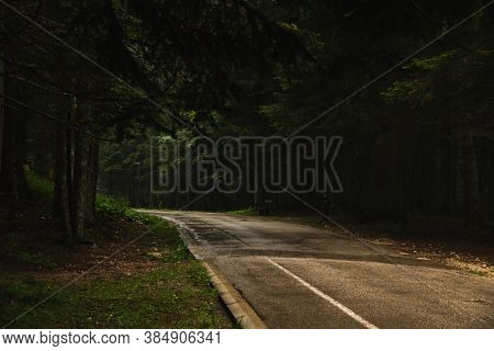 The Road Going Into The Distance In The Middle Of Tall Pines, Nature After The Rain, Durmitor In Mon