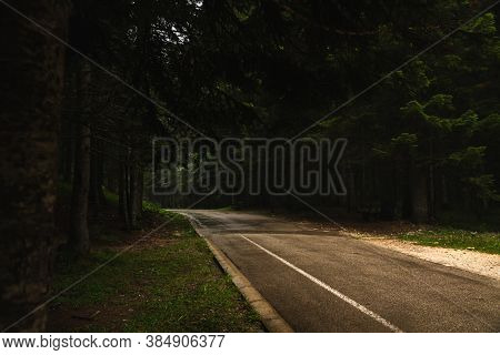 The Road Going Into The Distance In The Middle Of Tall Pines, Nature After The Rain, Durmitor In Mon