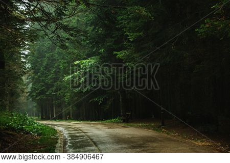 Empty Wet Road In The Forest Among Tall Pines, Nature After Rain, Durmitor In Montenegro, Travel Acr