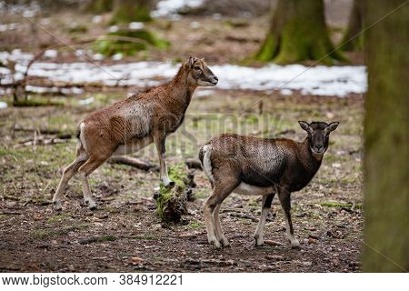 European Mouflon In The German Forest (bavaria)
