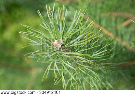 Detailed View Of The Needles Of A Scots Pine Or Pinus Sylvestris Growing From The Branches.