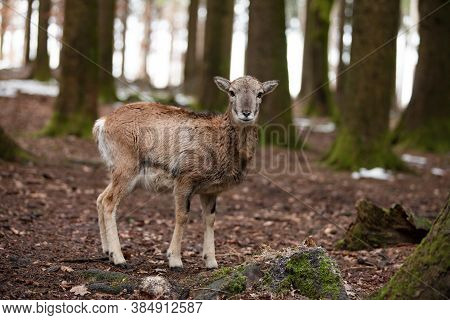 European Mouflon In The German Forest