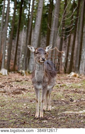 European Mouflon In The German Forest (bavaria)