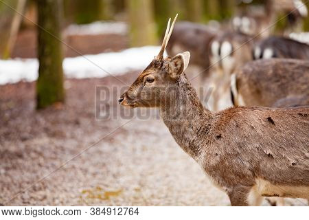 Portrait Of European Roe Deer (capreolus Capreolus) In The Forest