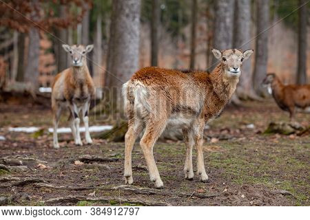 Group Of European Mouflons In The German Forest (bavaria)