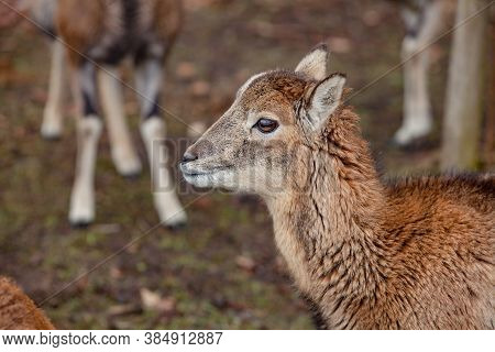 European Mouflons In The German Forest (bavaria)