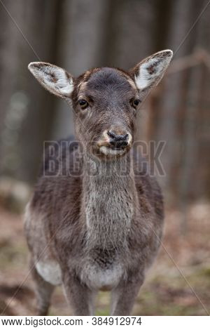 Brown European Mouflon In The German Forest