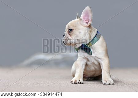 Small Lilac Fawn Colored French Bulldog Dog Puppy Wearing A Bow Tie Looking To Side Sitting In Front