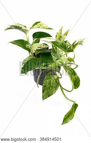 Tropical Houseplant With Botanic Name 'epipremnum Aureum Marble Queen' On White Background