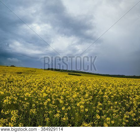 Spring Yellow Flowering Rapeseed Fields, Cloudy Pre-thunderstorm Rainy Sky And Green Hills. Natural 