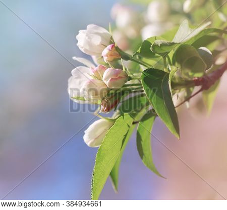 Flowering Branch Of Apple Tree In Spring. Place For Text.