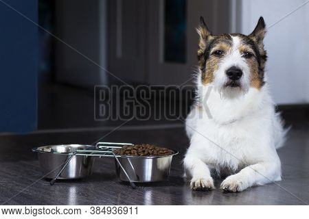 Portrait Of A Dog, The Dog Lies Near His Bowl Of Dry Food, Serious Look. Home Pet Eats At Home.