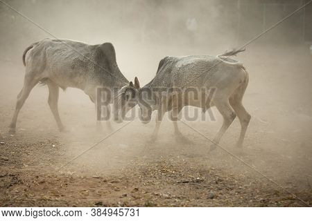 Two Rival Indian Angry Bulls Wild Fight , Charging Bull, Dusty All Around, Copy Space To Write Text.