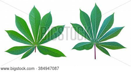 Beautiful Cassava Leaves, Green  Leaf Isolated On White Background With Clipping Path