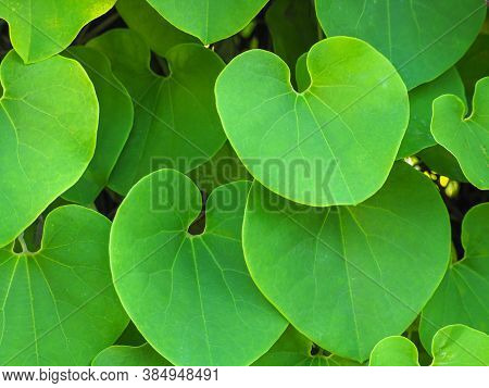 Full Frame Photo Of Green Heart Shaped Vine Leaves. Beautiful Nature
