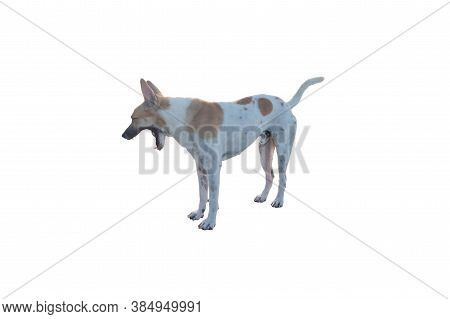 Dog Or Puppy Isolated On White Background With Clipping Path