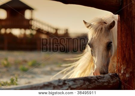 caballo blanco en el Rancho