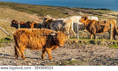 Beautiful, Long Furred Or Haired, Ginger Coloured Scottish Highland Cattle On The Hill Of Slieve Don