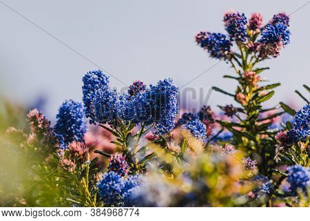 Pacific Blue Ceanothus Tree With Blue Flowers Outdoor In Sunny Backyard